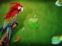 pic for apple parrot  1920X1408